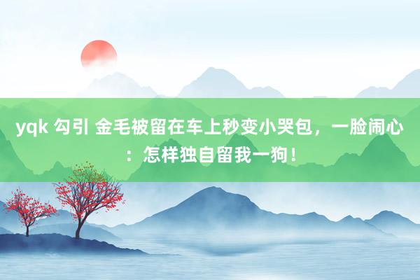yqk 勾引 金毛被留在车上秒变小哭包，一脸闹心：怎样独自留我一狗！